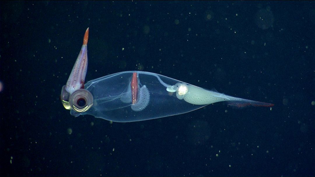 8. The Glass Squid: See-Through Elegance